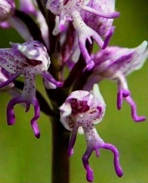 Hanging%20Naked%20Man%20Orchid%20Orchis%