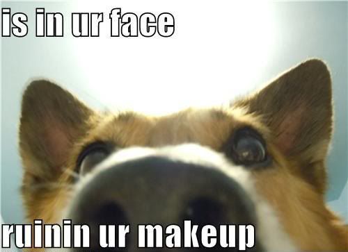 dogs with makeup