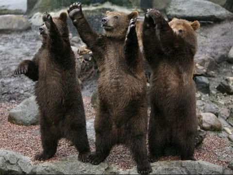 Bears_Standing_Ovation.jpg