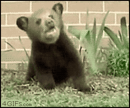  photo Bear-cub-sneezes_zpse54305cd.gif