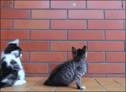  photo Kittens-laser-pointer-sniper_zps1855a71d.gif