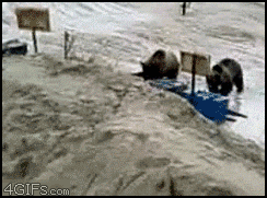  photo Stealing_bear_backpedals_zps7797ab41.gif