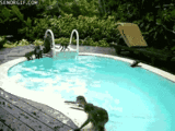  photo funny-gifs-monkeys-in-the-swimming-pool_zpsbe44a46b.gif