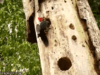  photo gif-bird-tree-woodpecker-677307_zps6fc011cd.gif