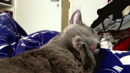  photo gif-cats-785533_zps8bcde7d8.gif