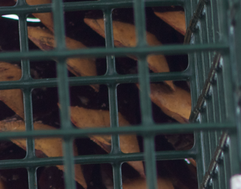 IMAGE: http://i1160.photobucket.com/albums/q483/mpbowyer/Lenses/ScreenShot2014-03-02at81850AM_zps43dcb5fc.png