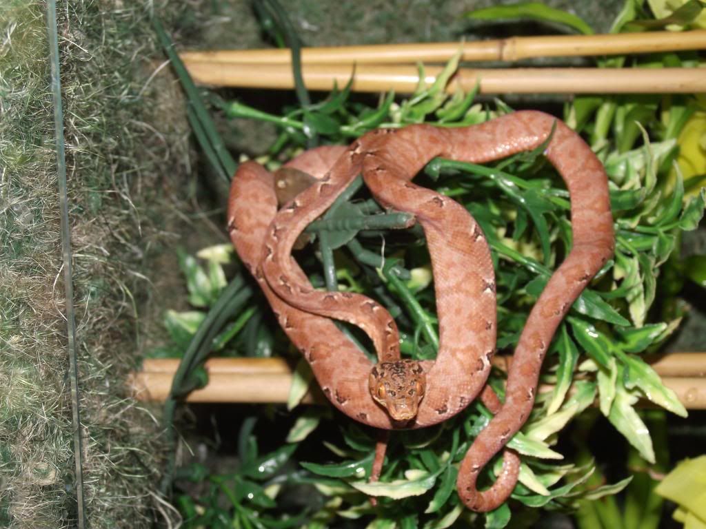 Amazon tree boa & Carpet python Reptile Forums