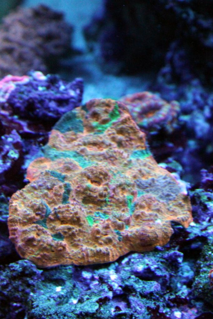 Corals010_zps76fc146a.jpg