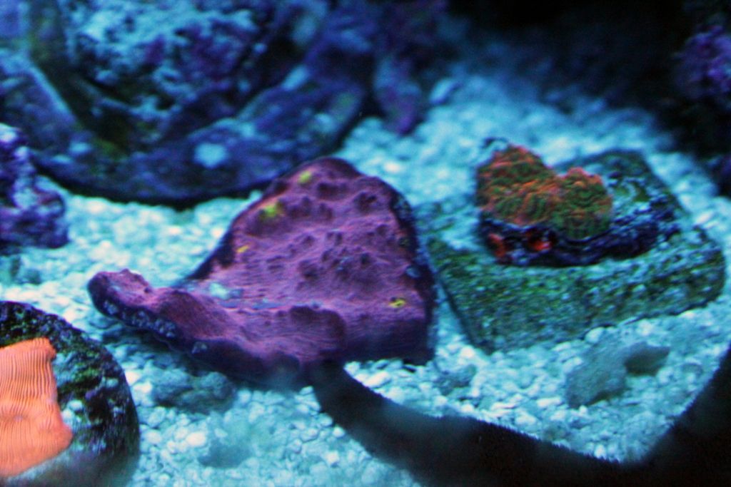 Corals039_zps4108f2a0.jpg