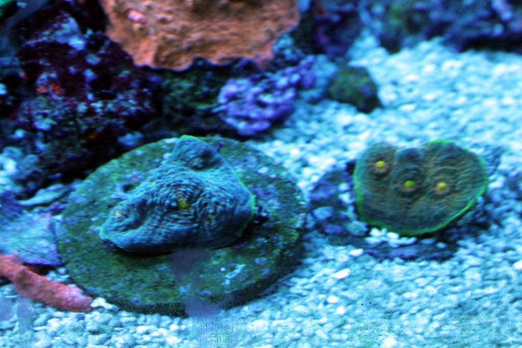 Corals045_zps0efdbe67.jpg
