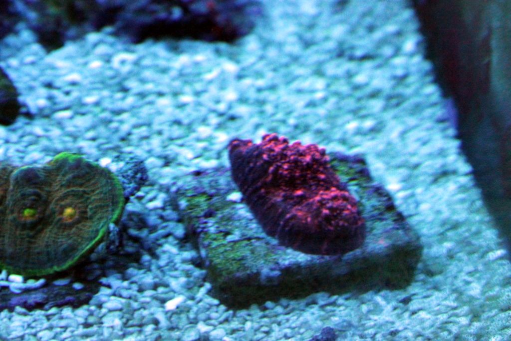Corals046_zps44253996.jpg