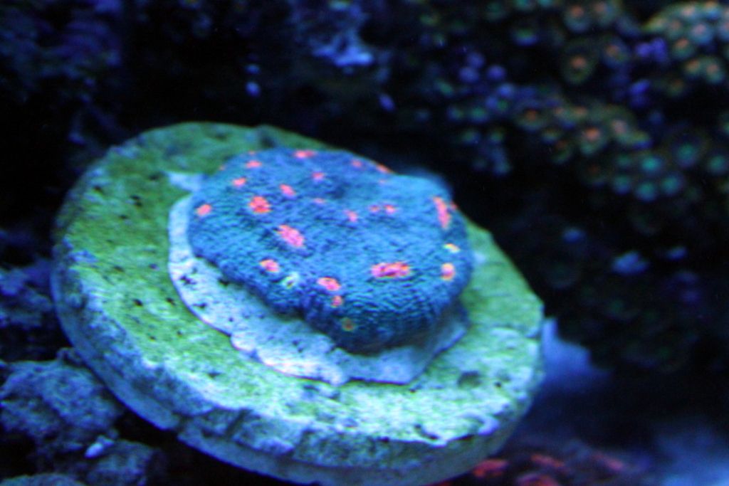 Corals049_zpsa9cb4611.jpg