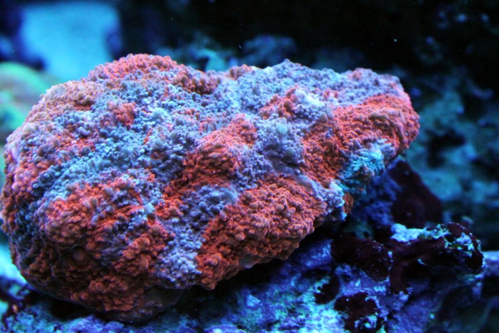 Corals053_zpse51851f1.jpg
