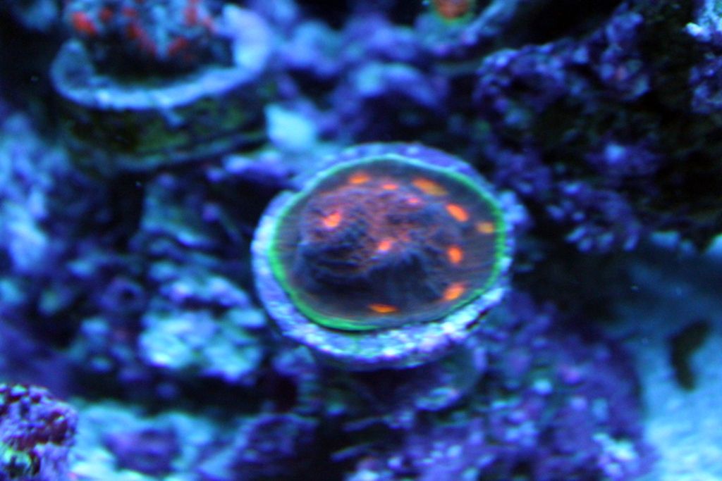 Corals054_zps12a3721f.jpg