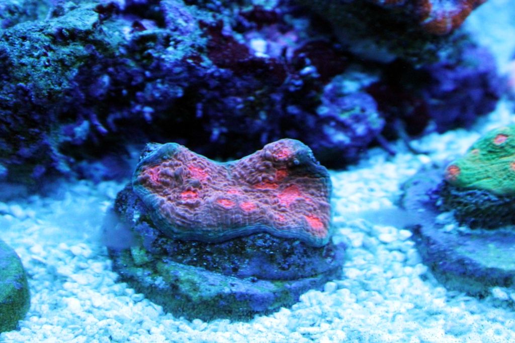 Corals056_zpsedc55fd6.jpg
