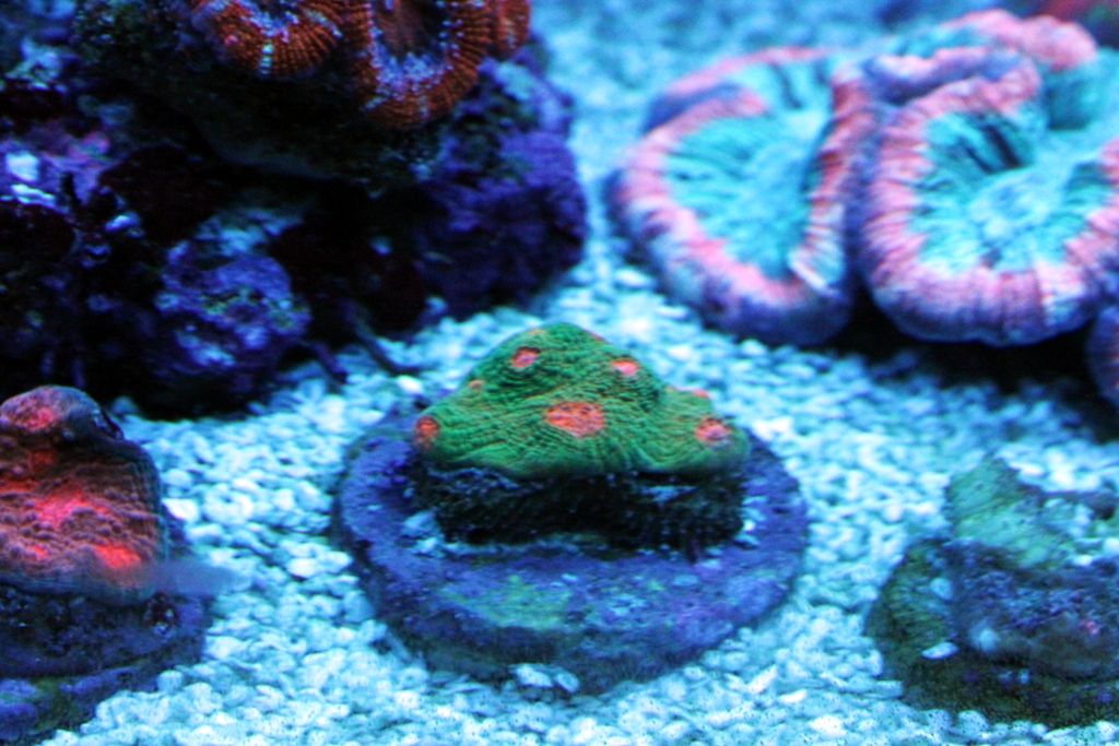 Corals059_zps645d8752.jpg