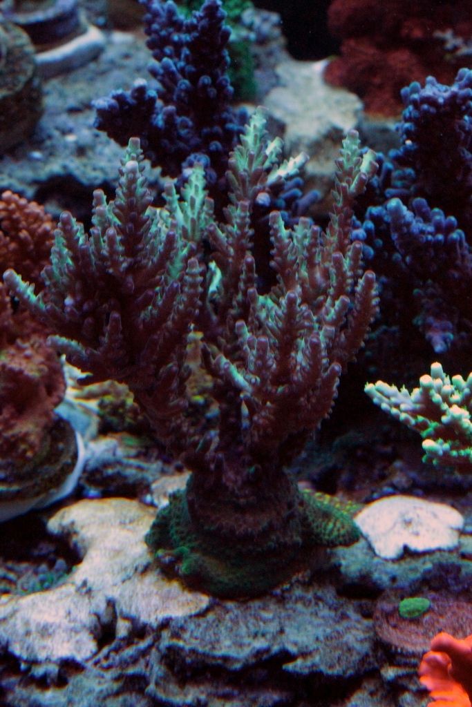 Corals072_zps1bf76f6d.jpg