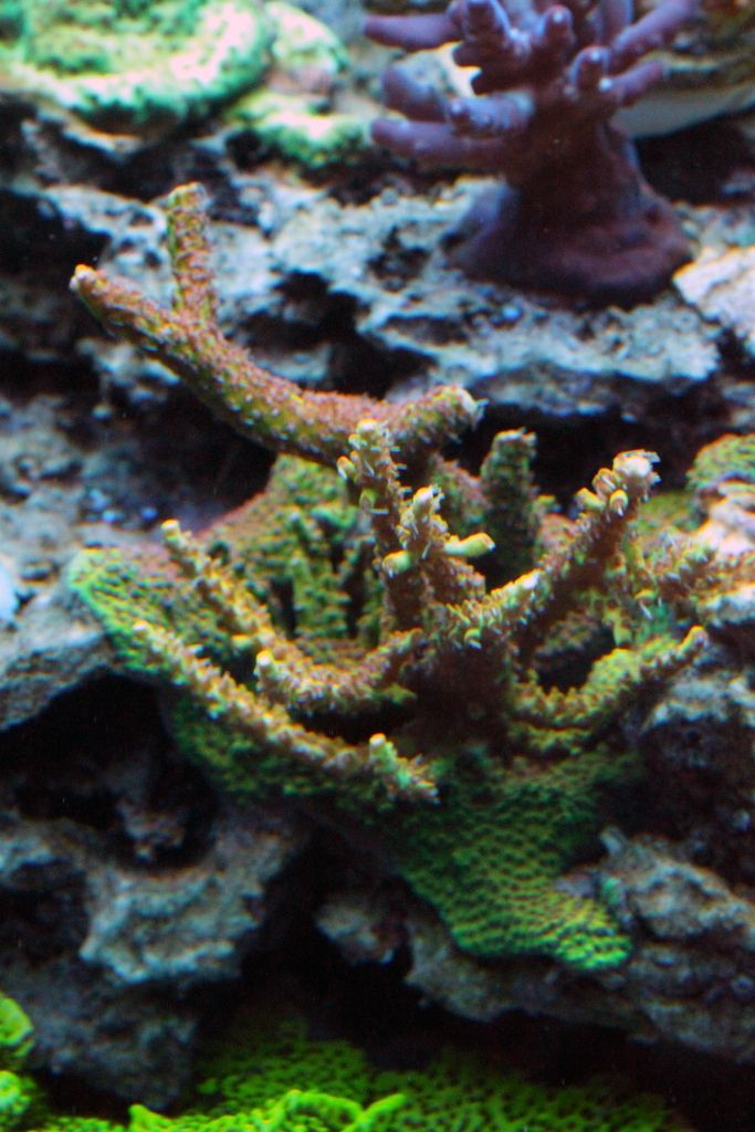Corals076_zps870ea6f4.jpg