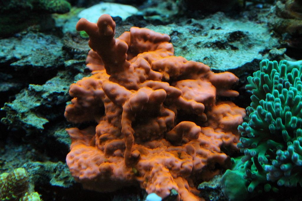 Corals078_zps5a659028.jpg