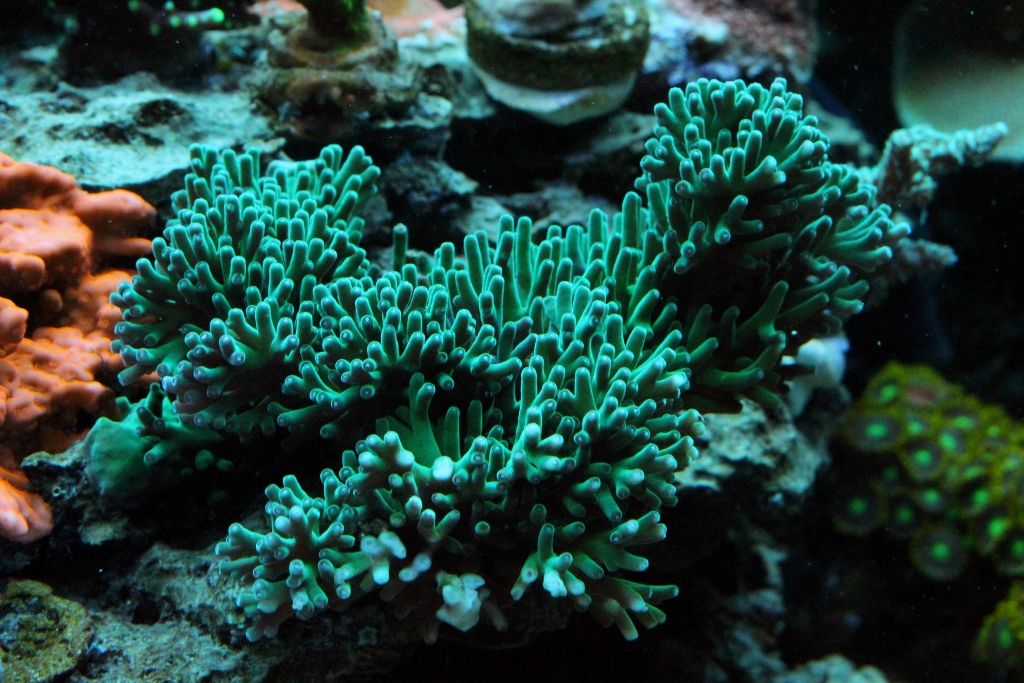 Corals079_zps187d6ed6.jpg