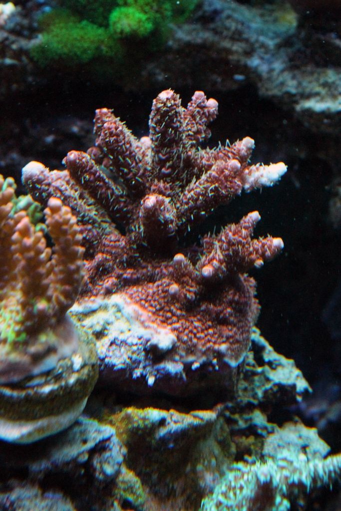 Corals081_zpse7c56ca0.jpg