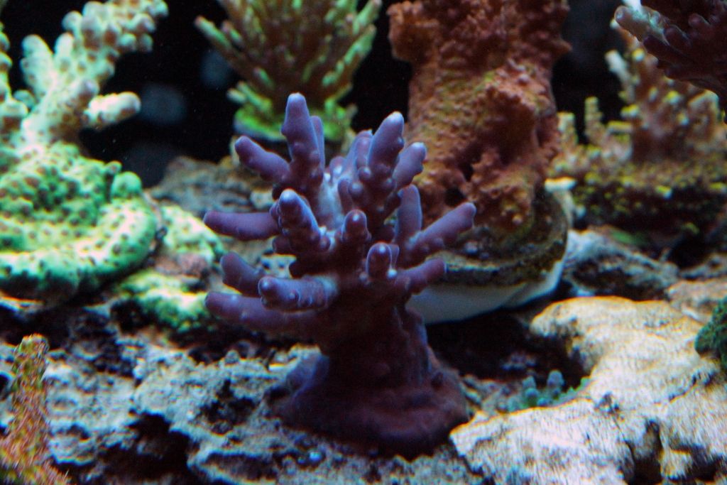 Corals085_zps26db8b7c.jpg