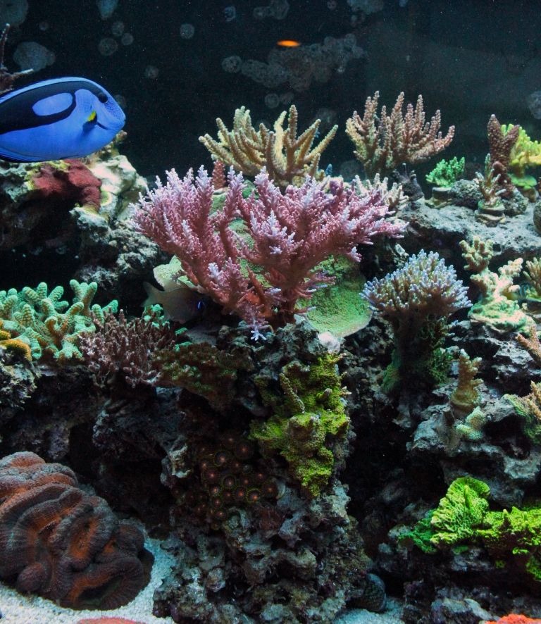 Corals090_zps7a732f25.jpg