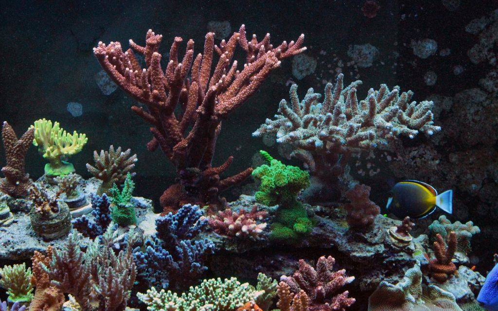 Corals107_zpsd9b12588.jpg
