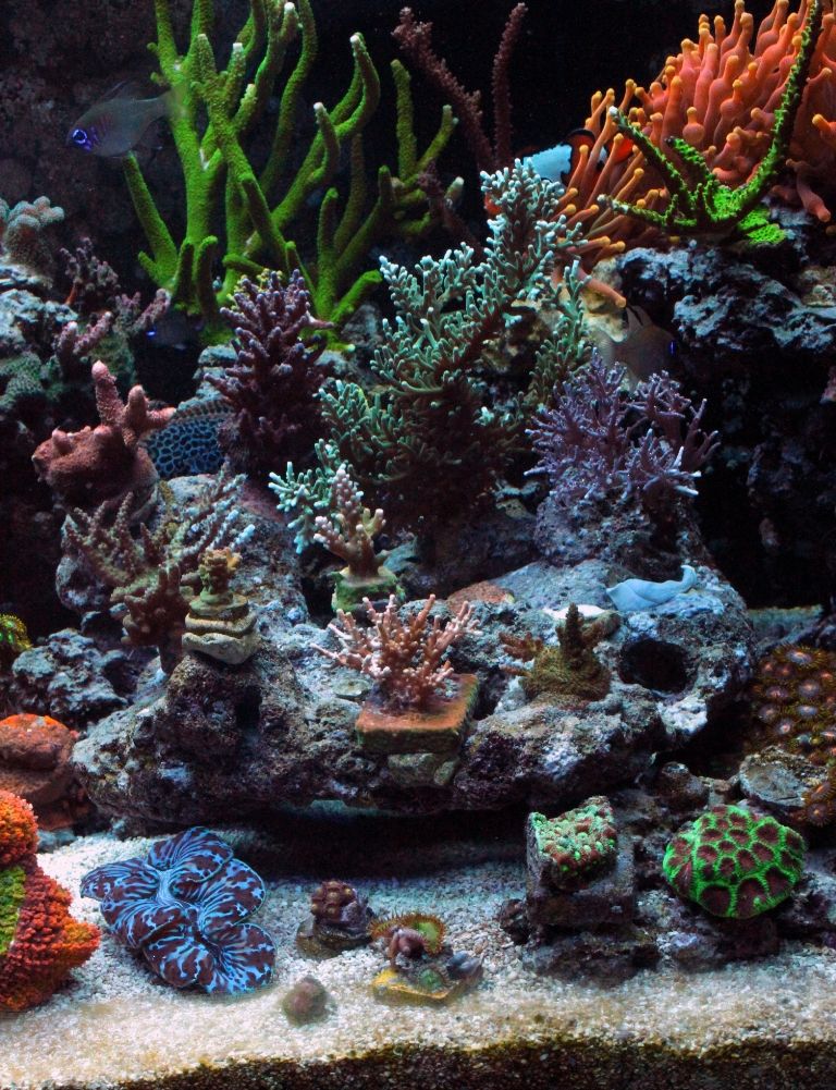 Corals109_zpsb7bc9047.jpg