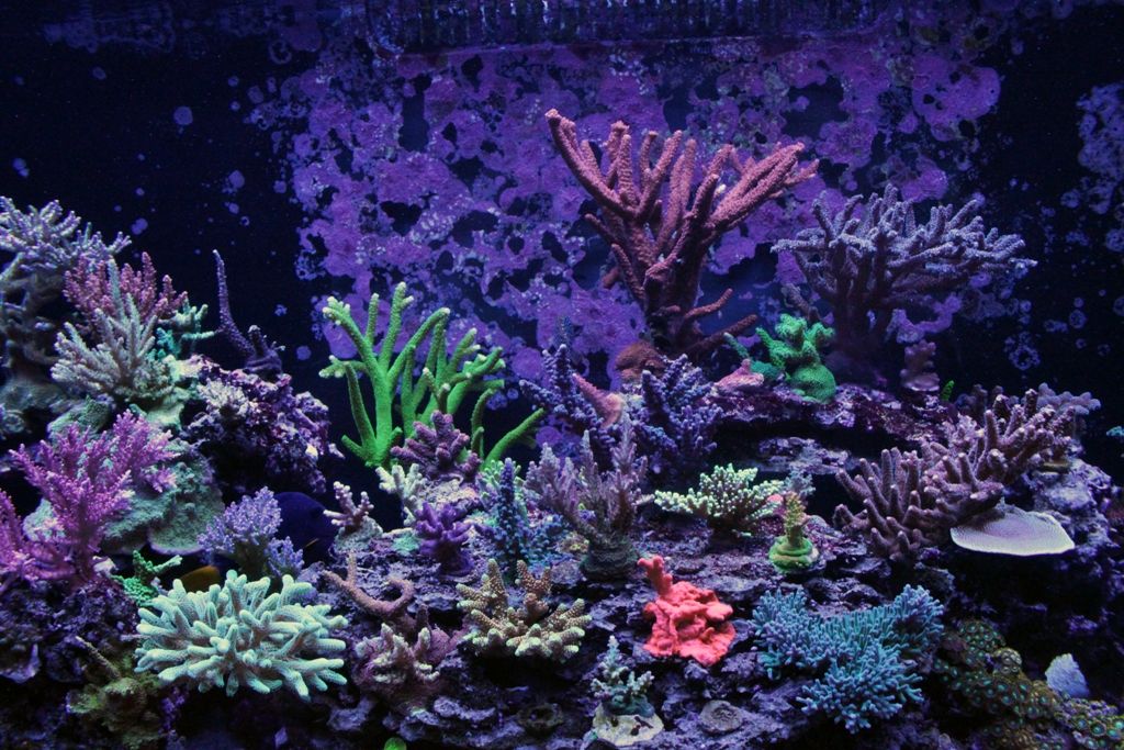 Corals134_zps3897fcaa.jpg
