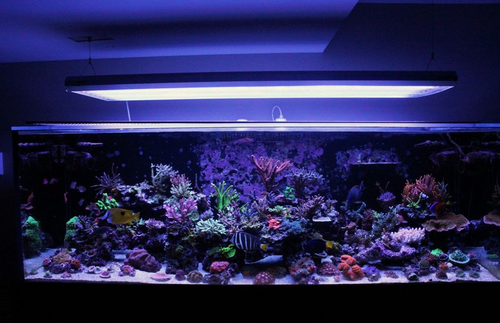 Corals136_zpse80d30cf.jpg