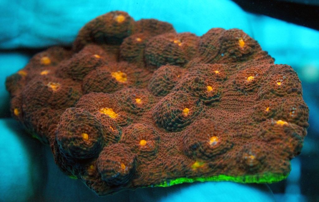 Corals171_zps5f11eb99.jpg