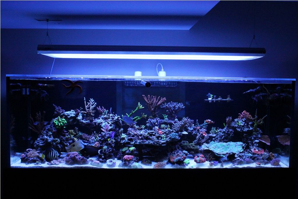 FishTank001_zps7d8c7b25.jpg