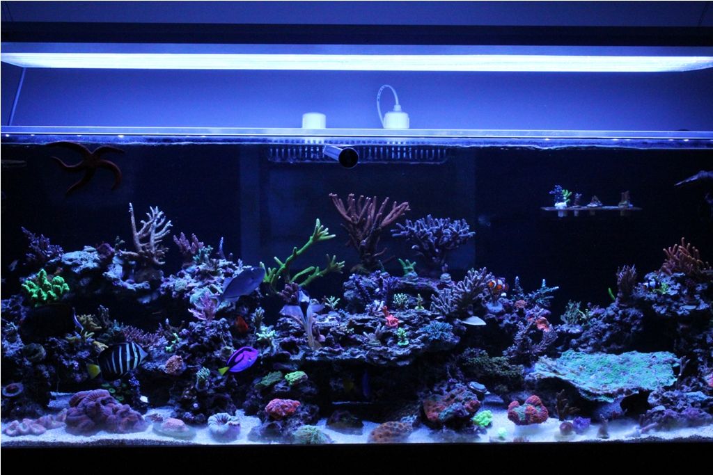 FishTank004_zpsf0e57113.jpg