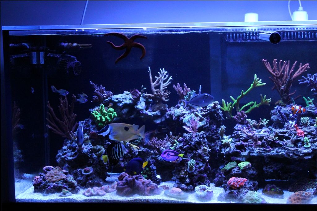 FishTank006_zps1fcedb78.jpg