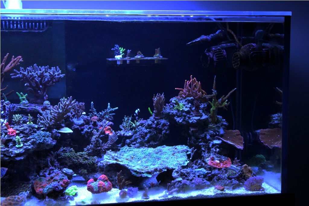 FishTank010_zps78f49bca.jpg