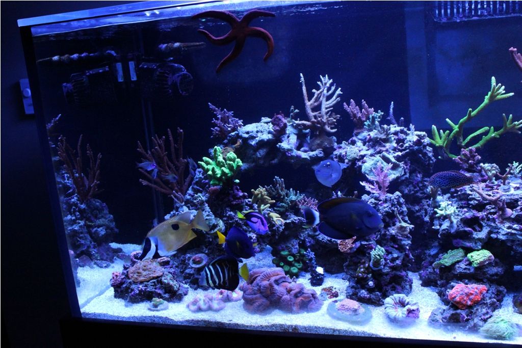 FishTank013_zpsaba3bdec.jpg