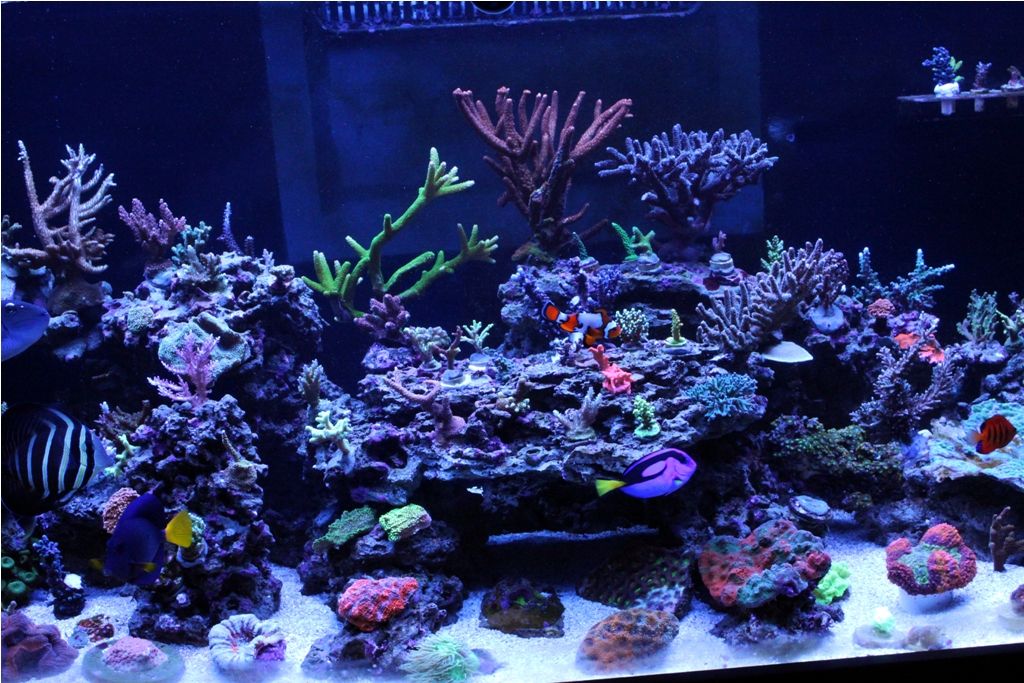 FishTank014_zps32bcc298.jpg