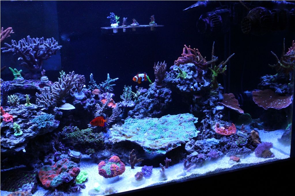 FishTank018_zpsd87ee9e4.jpg