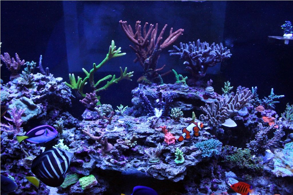 FishTank020_zps8533d39e.jpg