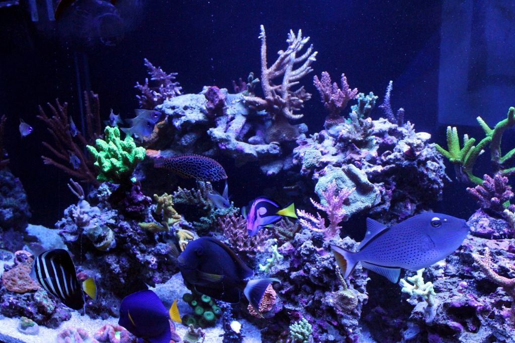 FishTank022_zpsb43a71b6.jpg