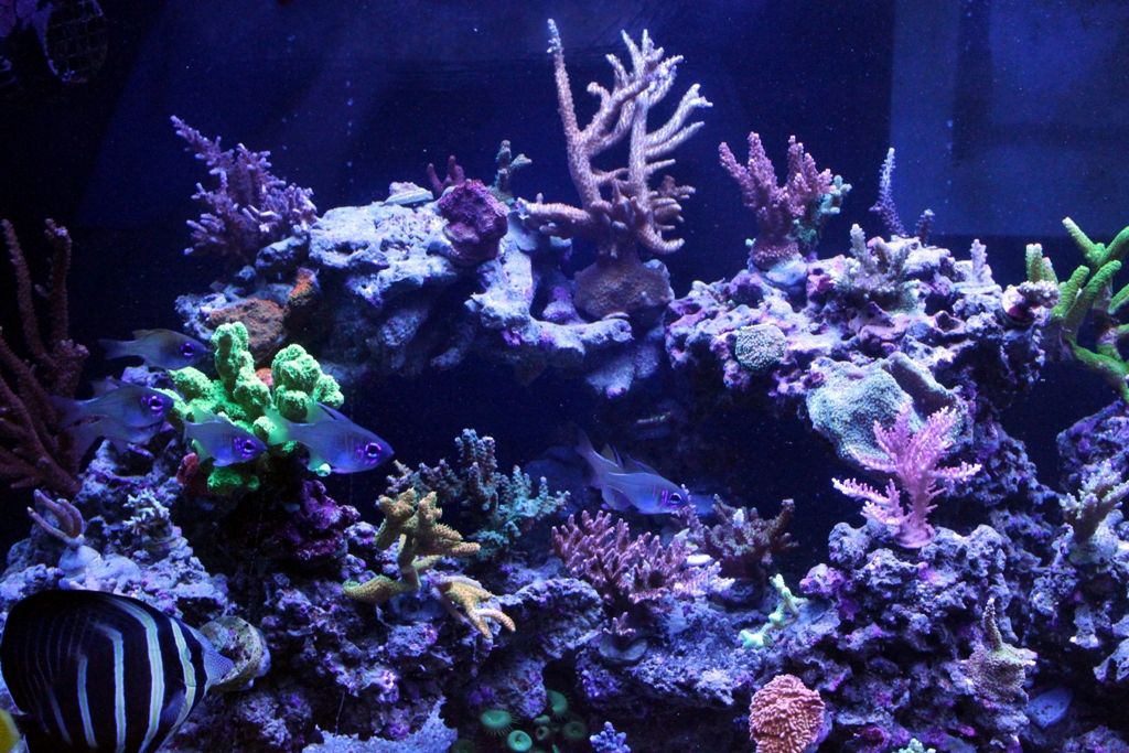 FishTank023_zpsd5a9bbd0.jpg