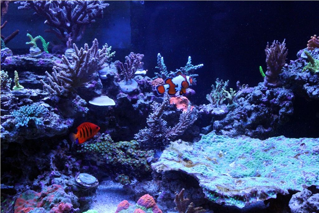 FishTank027_zps408e8566.jpg