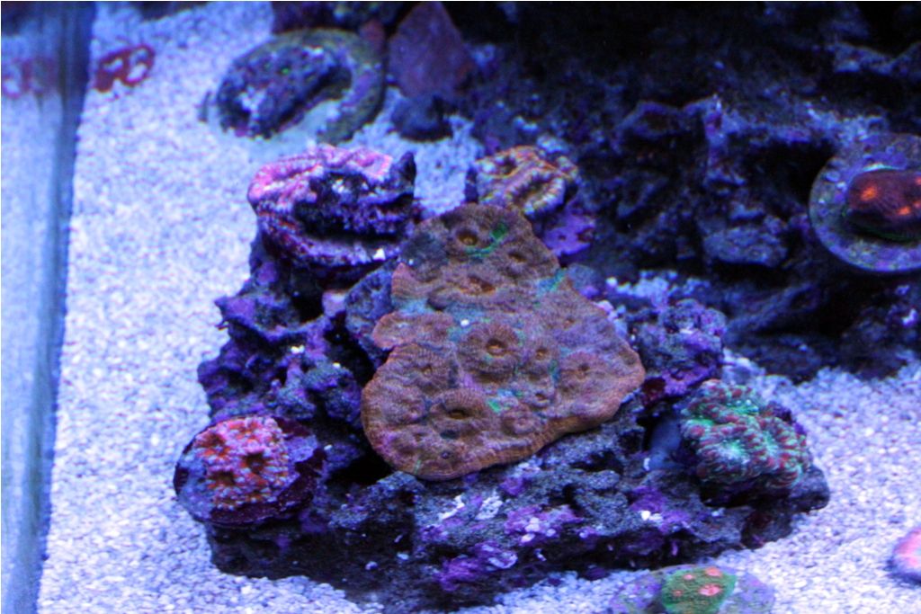 FishTank033_zps6c333ea6.jpg