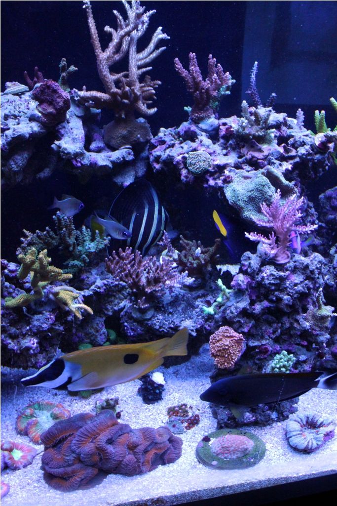 FishTank038_zps988b5015.jpg