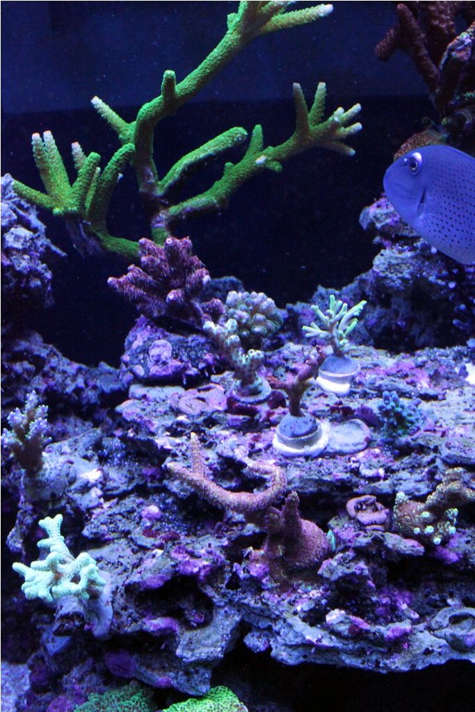 FishTank041_zpsf239d1a0.jpg