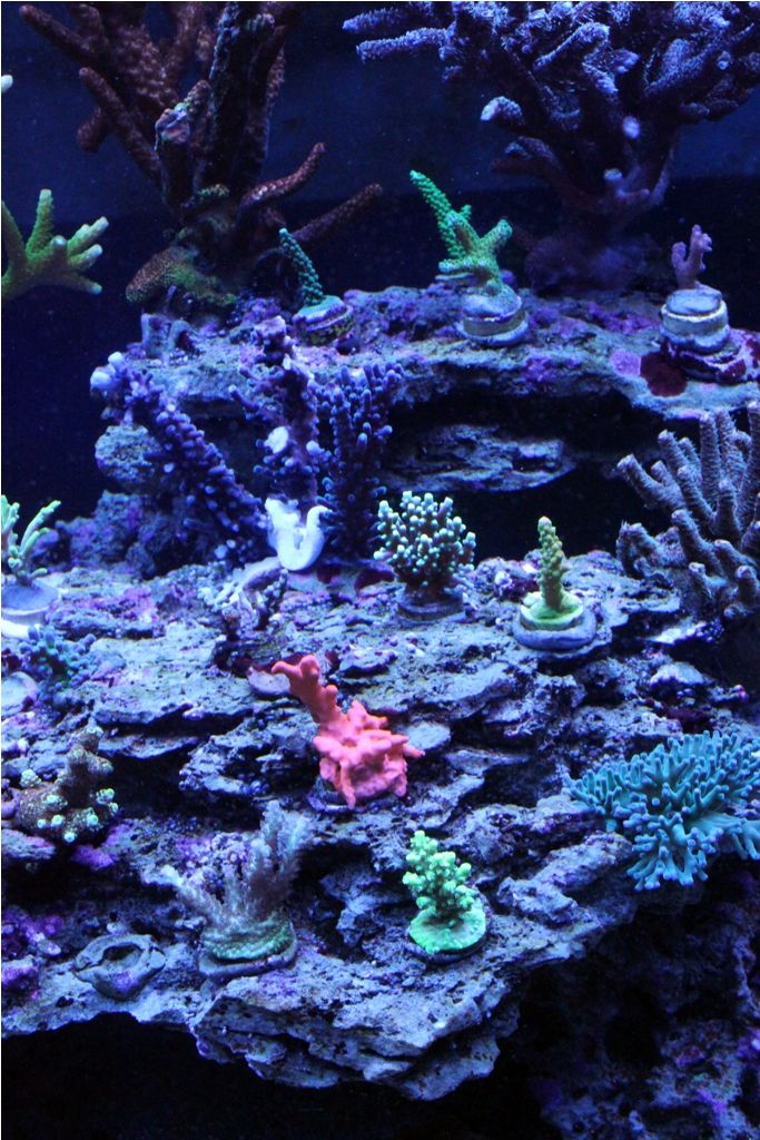 FishTank043_zps0c1ecf7f.jpg