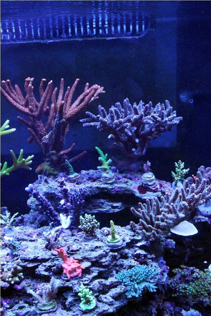 FishTank045_zps71537310.jpg
