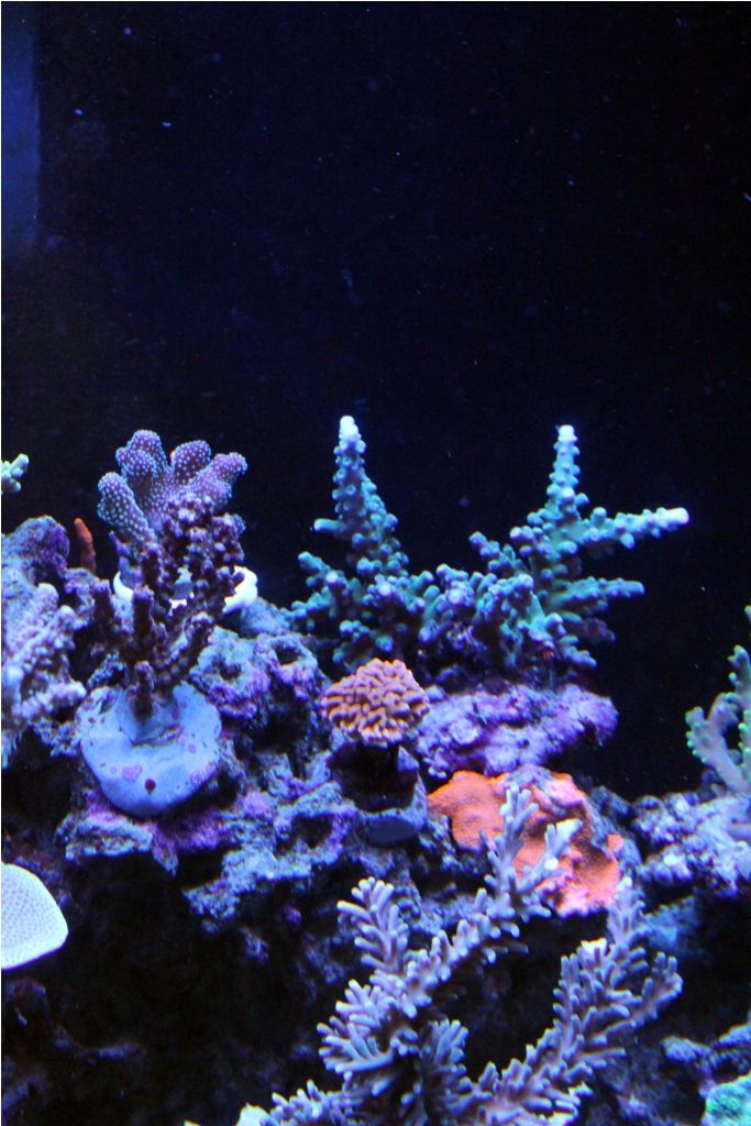 FishTank047_zps36b34c12.jpg