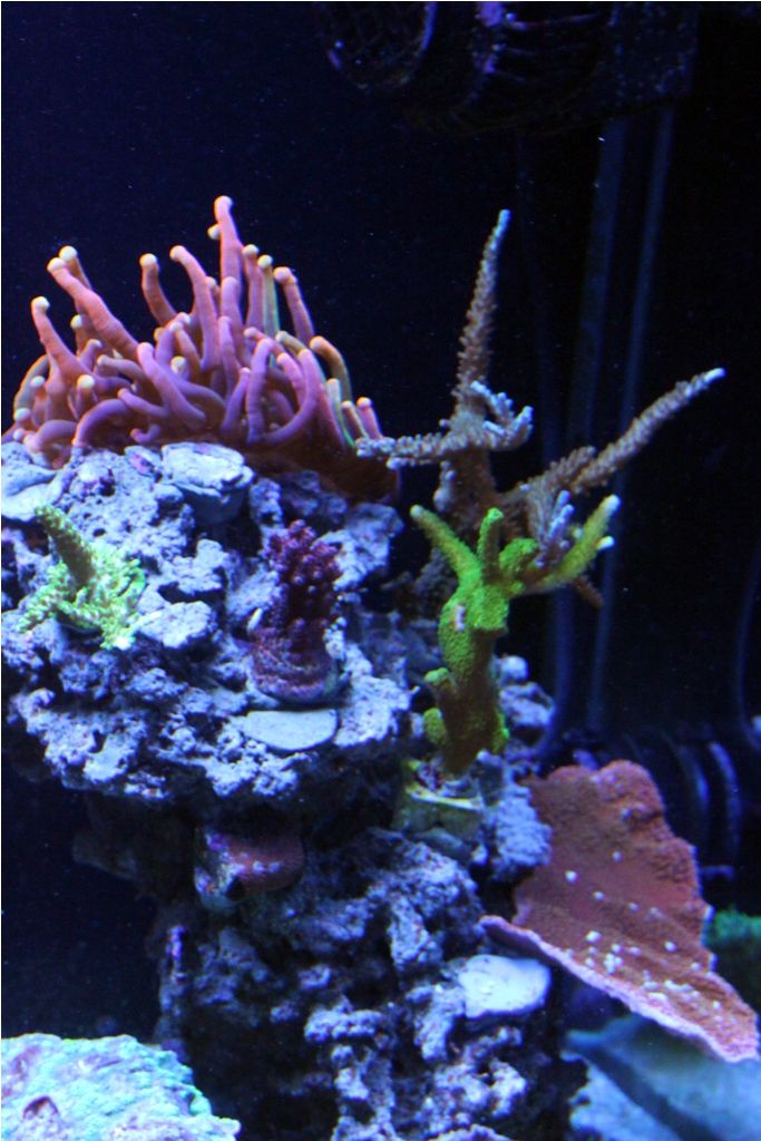 FishTank048_zps5efa8b99.jpg